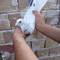 کبوتر هفت‌رنگ