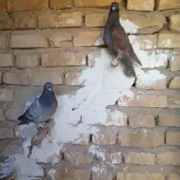 کبوتر