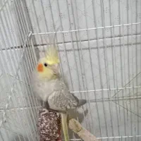 عروس هلندی ماده