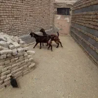 برغاله پاکستانی درجه یک