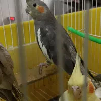 دوجفت عروس هلندی۲تاش نر