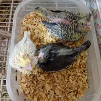 جوجه سرلاکی عروس هلندی