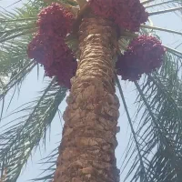 خرمایی
