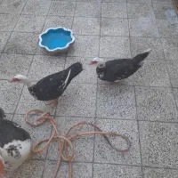 اردک اسرائیلی