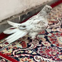 کوهی دمسفید