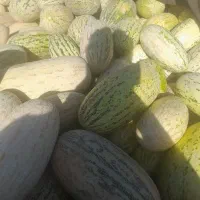 خربزه افقان
