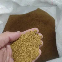 بذر یونجه رنجر اصل