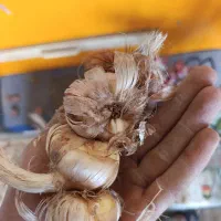 فروش پیاز زعفران