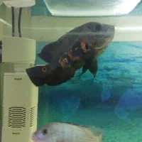 اسکار و سیچلاید افریقایی