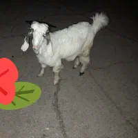 کهره ۸ماهه