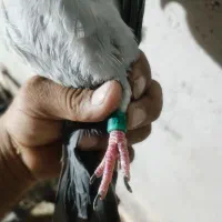 پلاکی عراقی