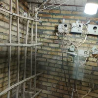 تعدادی فنج نرگسی