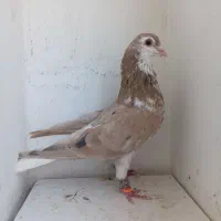 کبوتر رنگه ساده هفترنگ ساده زرد عتیقه