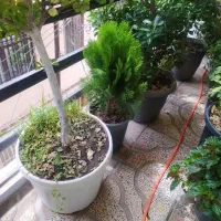 یک عدد کاج خاک نو گل دان نو خودش پروتئین دادم سالم