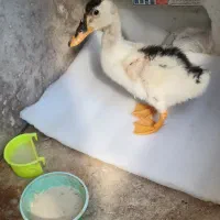 فروش یه عدد جوجه اردک 3ماهه