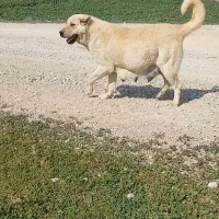 سگ گمشده