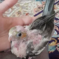 جوجه عروس هلندی