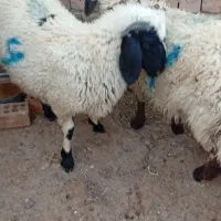 بره نر