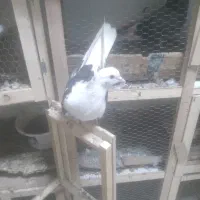 کبوتر