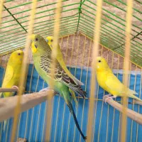 دو جفت مرغ عشق سالم جوان