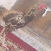 خروس لاری فروشی هست ۲۵۰۰