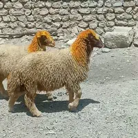 بره‌قوچ‌کری‌اصل‌سنجابی
