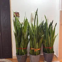 سانسوریا
