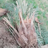 جنگ مضافتی قدیمی