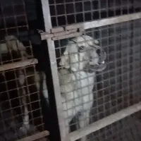 سگ نژاد پژدر