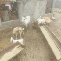 بز سانن