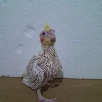 جوجه عروس هلندی