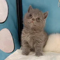 گربه بیرتیش بلوو اصل