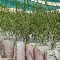 تولید کننده انواع ارقام نهال