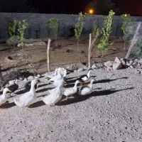 غاز و اردک و تخم مرغ محلی