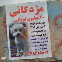 سگ شیتزو پودل