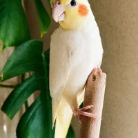 عروس هلندی