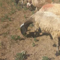 میش بره|حیوانات مزرعه|الیگودرز, |دیوار