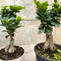 اسپاتی|گل و گیاه طبیعی|نیشابور, شهید بهشتی|دیوار