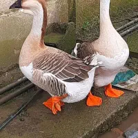 جوجه قو غاز لیندا اوکراینی