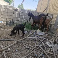 بز پاکستانی با کهرش|حیوانات مزرعه|جهرم, |دیوار