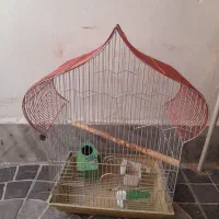 قفس