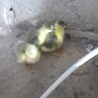 فروش سه عدد جوجه غازسالم وسالم