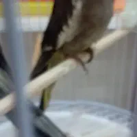 جوجه عروس هلندی ۳۵۰