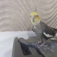 عروس هلندی رام سخنگو نر