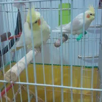 عروس هلندی جفت