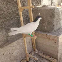 کفتر خال سیاه ماده
