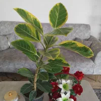 گل فیکوس بزرگ سرحال