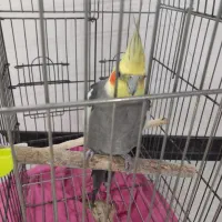 عروس هلندی نر