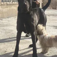 سگ عالی جهت کشش