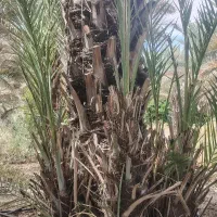 نخل،خرما، پاجوش، بچ، نهال